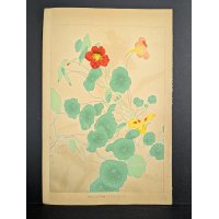 Japanese Woodblock Print 'Nasturtium' by Rakuzan Tsuchiya