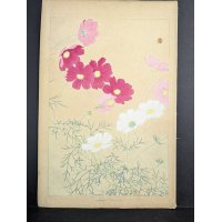Rakuzan Tsuchiya 'Cosmos' Japanese Woodblock Print - Iconic Shin-hanga Flower Art